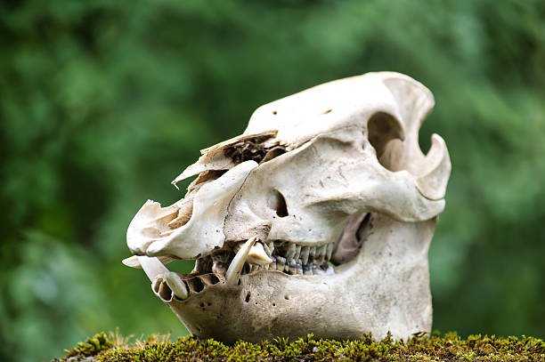 Close-up of a wild boar skull on a mossy surface against a blurred green backdrop.