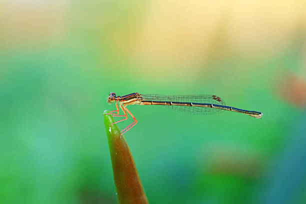 Close up view of Damselflies (Capung jarum) on leaves with blurred background