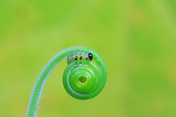 istock Sawfly larvae on the vine 2229852898