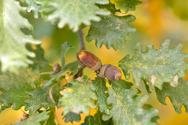 colorful oak tree leaves with acorns in Fruska Gora