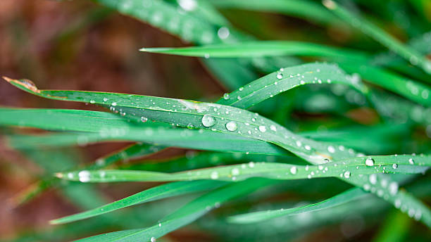 istock Raindrops on green leaves on a garden 2229853060