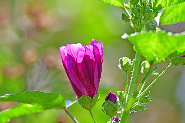 mallow, medicinal plant with closed flower bud