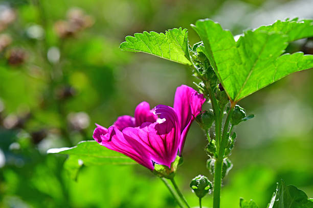 mallow, medicinal plant with flower and green blurred background