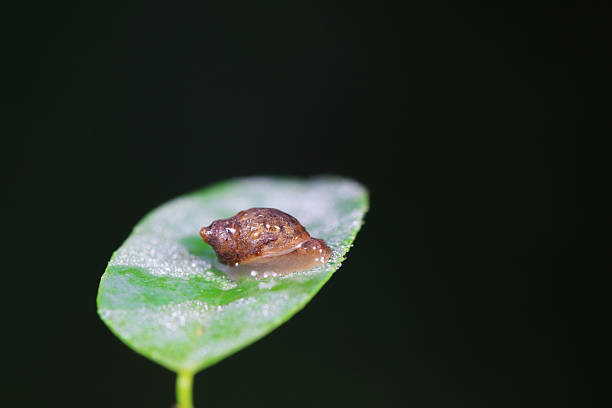 The snail crawls on the green leaves