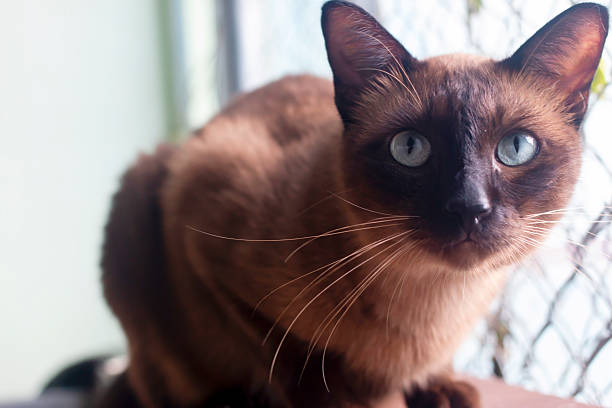 istock Thai cat is Breed Tonkinese combination between Siamese with Burmese 2229856611
