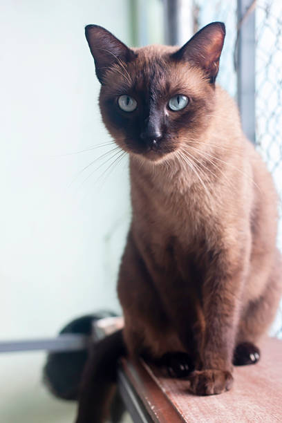 istock Thai cat is Breed Tonkinese combination between Siamese with Burmese 2229856616