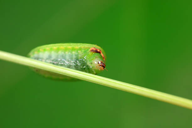 moth larvae on plants in nature