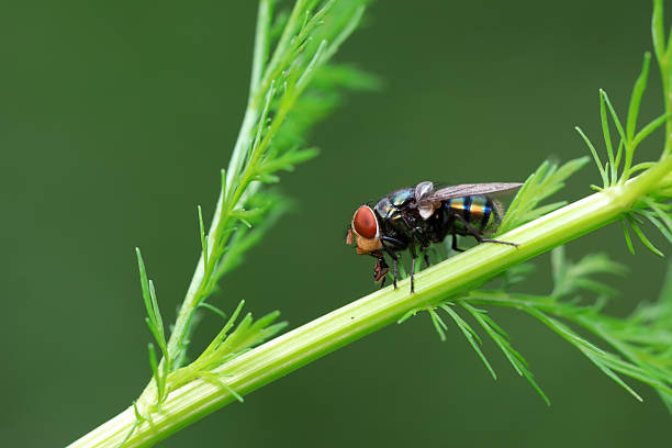 Flowers fly on a plant stem , in the garden