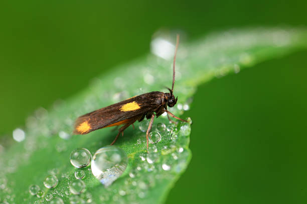 istock Moths on leaves in nature, North China Plain 2229857010