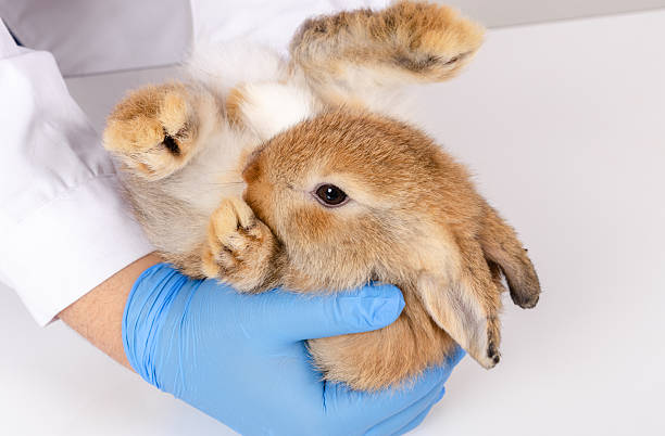 istock Veterinarian wearing blue gloves and white lab coat holding young brown rabbit on back during medical health check up examination in clinic 2229857057