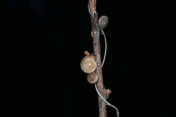 The snail crawls on the green leaves