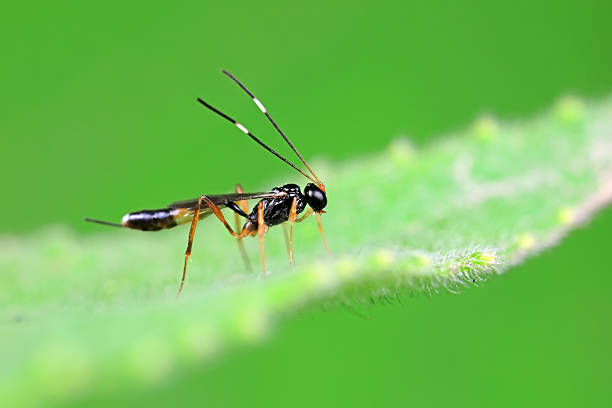 istock Bees on wild plants, North China 2229857939