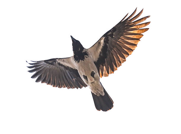 istock A bird with black and white feathers is flying in the air 2229858390