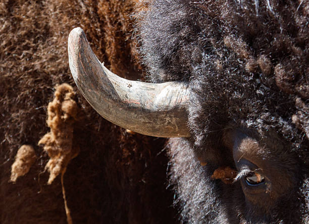 Horn of a Buffalo. American bison (Bison bison) closeup