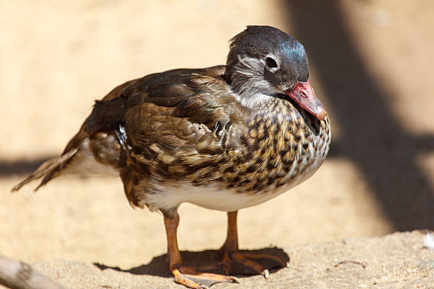 A duck is standing on a rock with its head tilted to the side. The duck has a black beak and is looking to the right