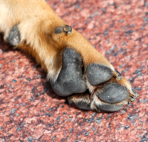 Close up of a sleeping golden Retriever Paw  - vertical