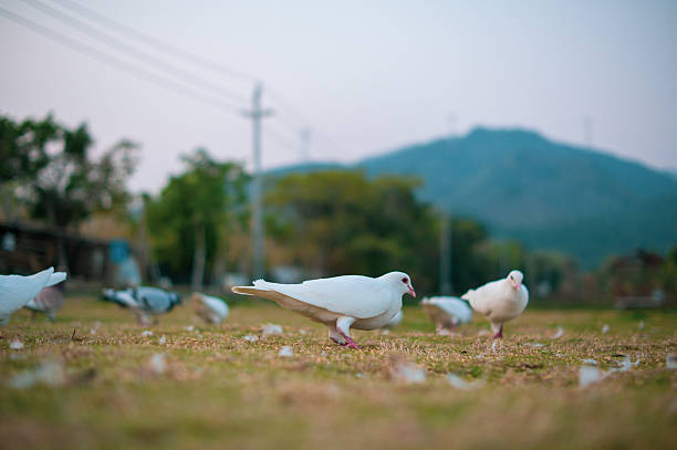 Close-up of birds perching on field