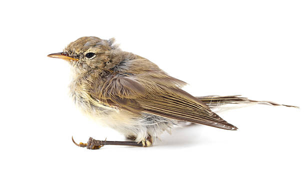 istock A small bird with a brown and white body is sitting on a white background 2229859290