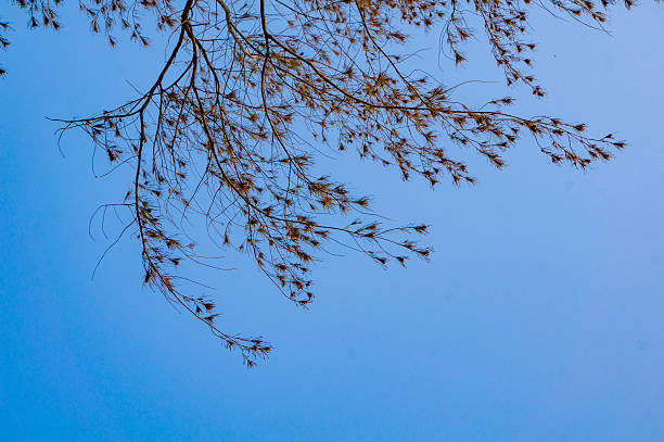 Low angle view of flowering tree against clear blue sky