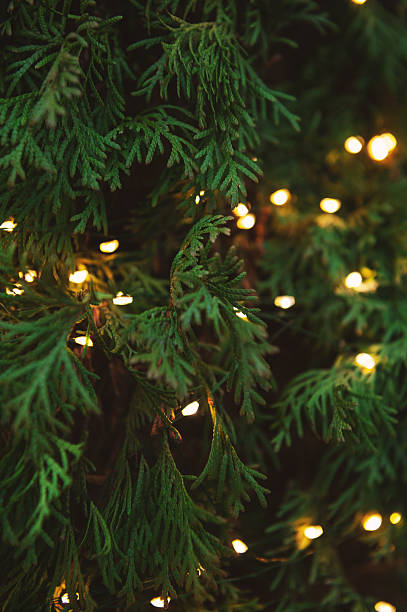 istock Glowing holiday lights decorate lush green cedar foliage 2229862048