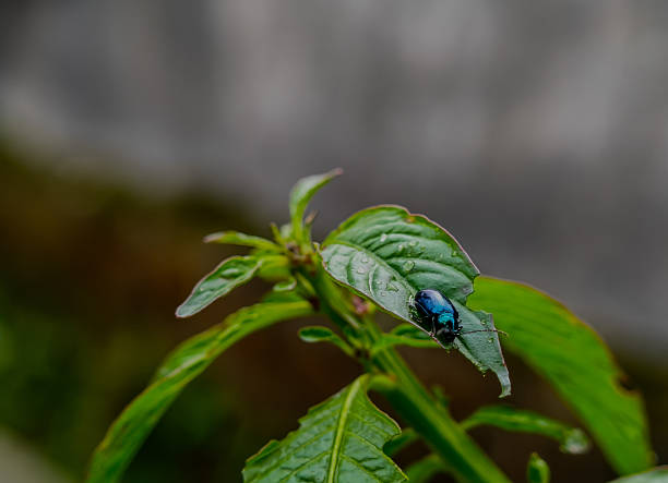 The altica beetle is foraging on leaves