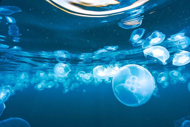 istock Jellyfish swimming in deep blue ocean water 2229863990