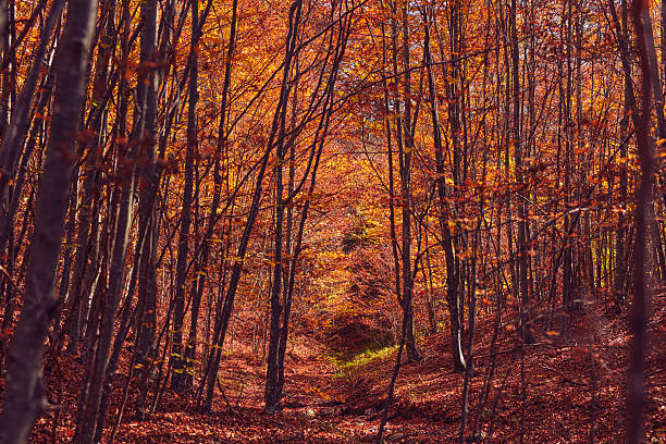 Autumn colored trees and countryside landscape scenery.