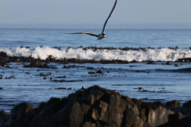 Bird flies along the sea