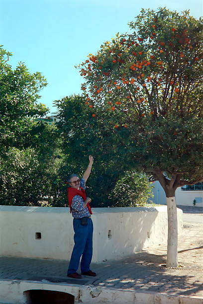 Orang trees are alover the city of Hammamet. Here is tourist how picks an orange.\nPlease note that these images were taken in 1998 and converted from negatives.
