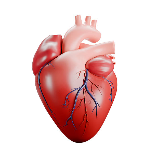 istock 3D render of a human heart on a white background. 2229875345