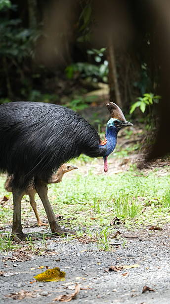 istock father cassowary and his child 2229876014