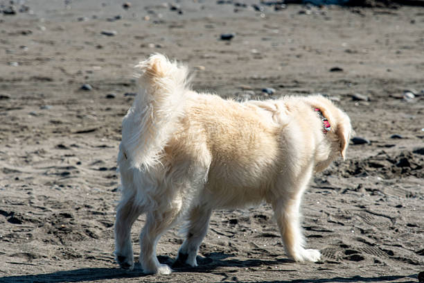 taking a walk on the beach
