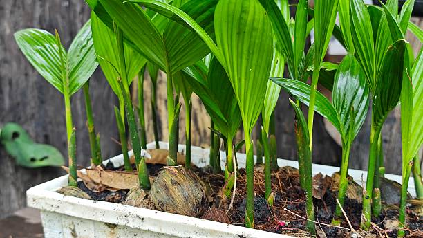 istock Young areca palm on nursery pot. 2229876608