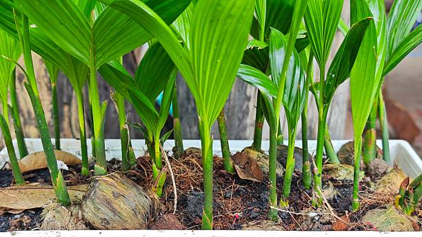 istock Young areca palm on nursery pot. 2229876631