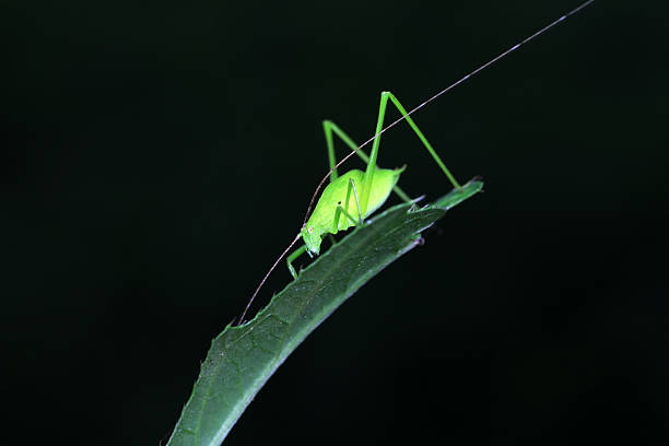 istock Katydids on wild plants, North China 2229879325