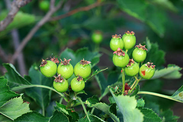 Green hawthorn fruit on branches, North China