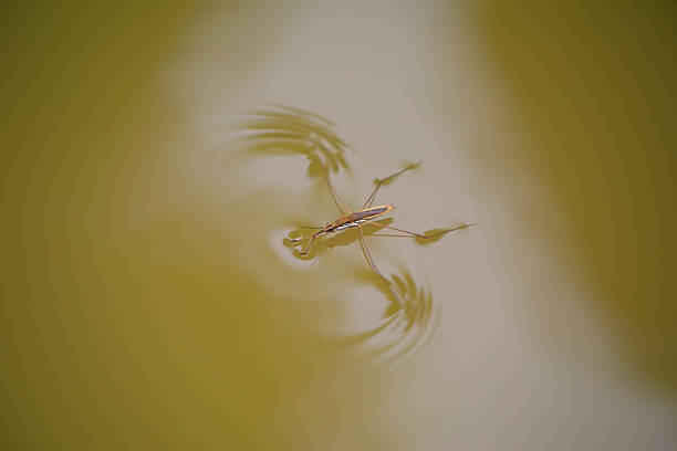 istock Water strider glides on the water 2229879763