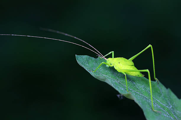 istock Katydids on wild plants, North China 2229879905