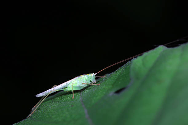 Grasshopper an a grass straw, bokeh background. a small life in a big big world