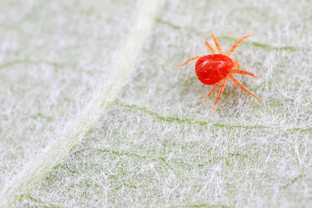 istock The red mite is found on wild plants in North China 2229879988