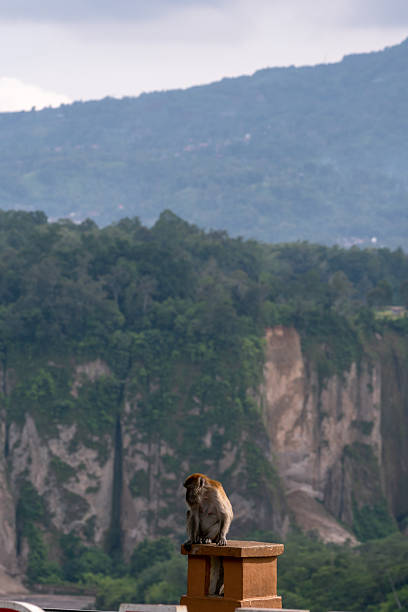 A pair of monkeys sits on top of a rocky cliff against a blue sky.