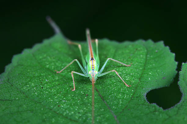 istock Katydids on wild plants, North China 2229880853