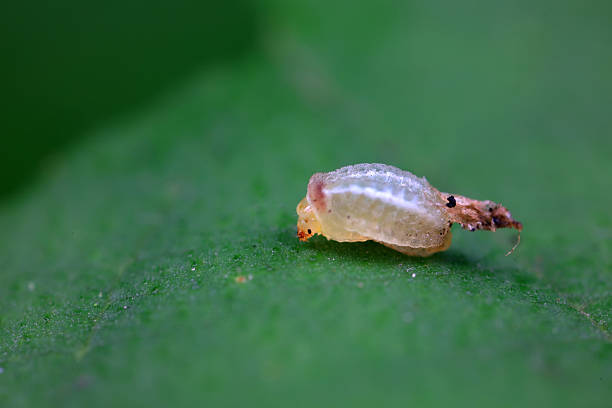 istock Beetle larvae crawl on wild plants, North China 2229881238