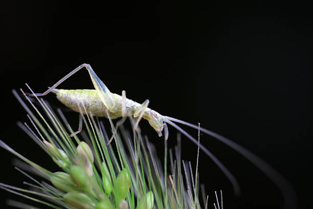 Tree crickets on wild plants, North China