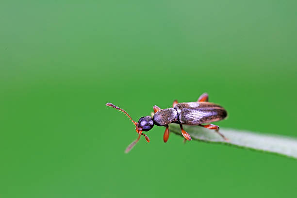 istock Formiform beetle on wild plants, North China 2229881508