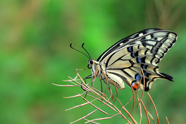 Golden Phoenix butterfly on wild plants, North China