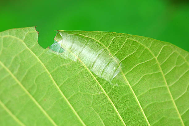 Moth nests on wild plants, North China
