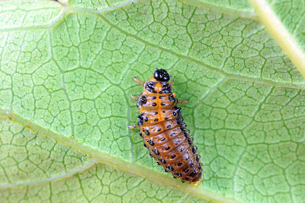 istock Leaf beetles inhabit wild plants in North China 2229882105