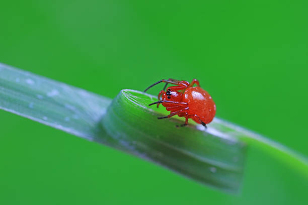 istock Spiders on wild plants, North China 2229882239