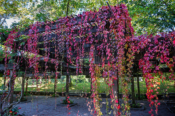istock Vibrant foliage drapes over an abandoned wooden structure in a serene outdoor setting during autumn 2229882871